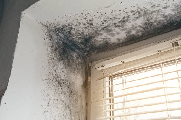 Affordable Mold Removal solutions in Mountainside, NJ